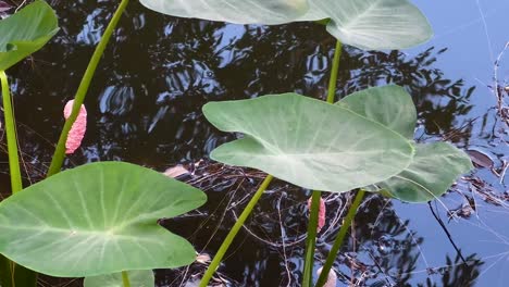 hojas de loto flotando en un estanque sereno