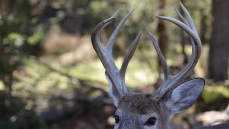 deer buck antler turn to face you slomo