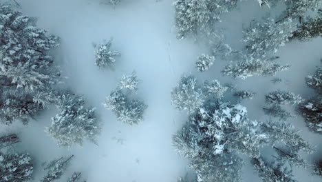 aerial birdseye flying over forest in lapland winter, animal footprints in snow