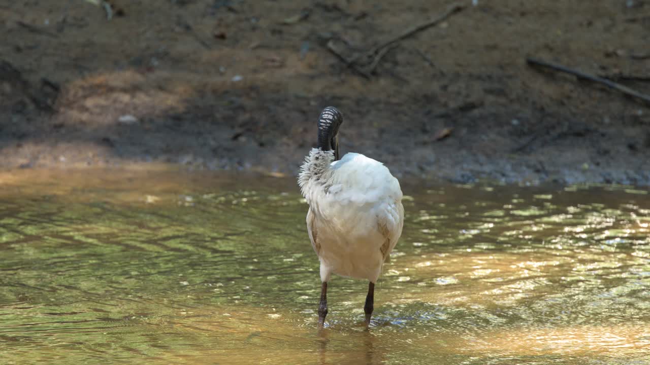 En australsk hvid ibis står i en lavvandet flod og plejer sine fjer i naturligt sollys