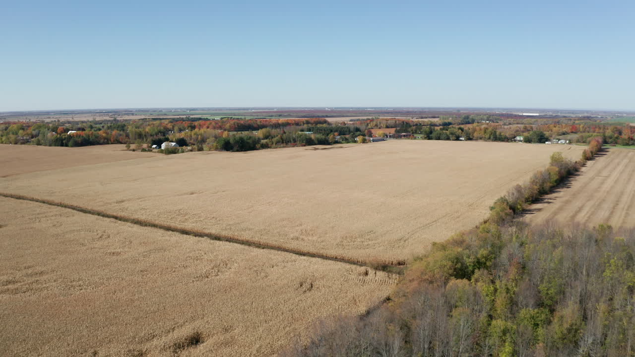 árboles desnudos de finales de otoño junto a amplios campos de grano listos para la cosecha