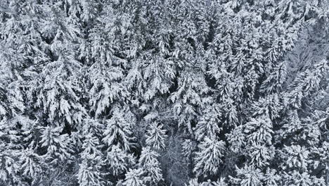 Después-De-Una-Fuerte-Tormenta-De-Nieve-En-El-Medio-Oeste,-Un-Dron-Captura-La-Extensión-Nevada-De-Un-Bosque