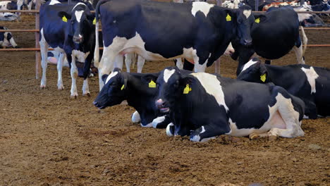 cows-are-sitting-and-standing-in-farm