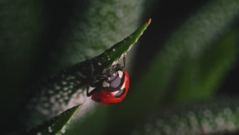 Marienkäfer,-Der-Auf-Blatt-Der-Innensukkulentenpflanze-Kriecht