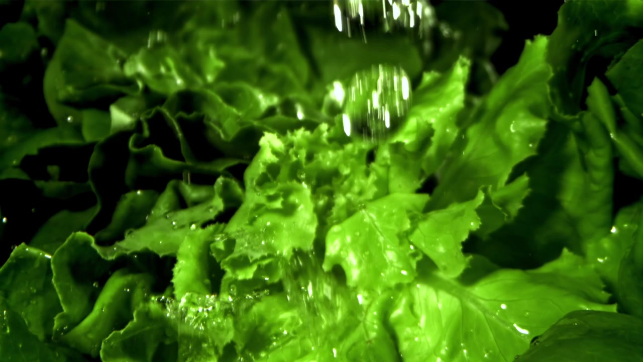 Goccioline d'acqua che cadono su foglie fresche di lattuga verde