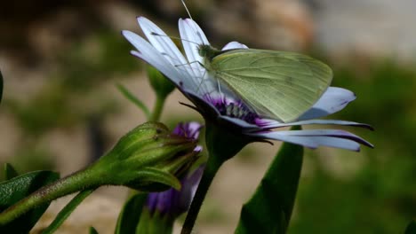 Vista-Lateral-De-Una-Hermosa-Mariposa-Aferrándose-A-Una-Flor-A-Pesar-Del-Viento