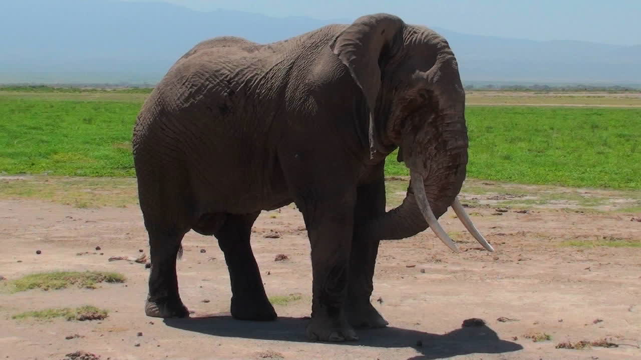 un elefante gigante extiende su trompa