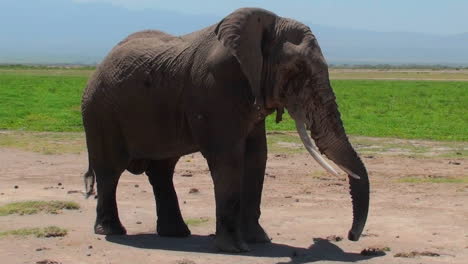 Ein-Riesiger-Elefant-Streckt-Seinen-Rüssel-Aus