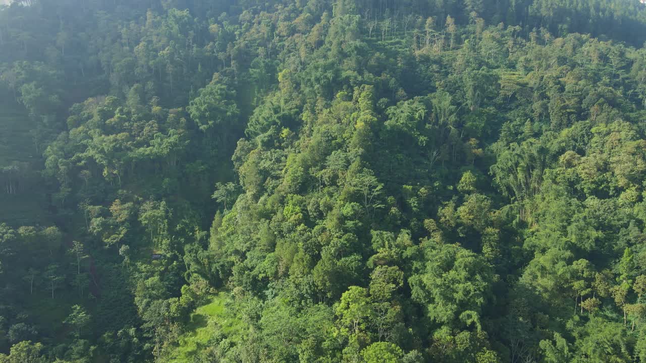 vista de avión no tripulado de ojo de pájaro del bosque tropical verde en la montaña