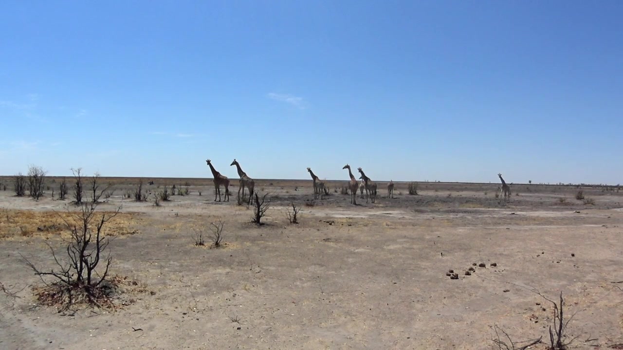 Eteläafrikkalaiset kirahvit (Giraffa camelopardalis giraffa) savannilla maastopalon jälkeen kuivan kauden aikana. Botswana