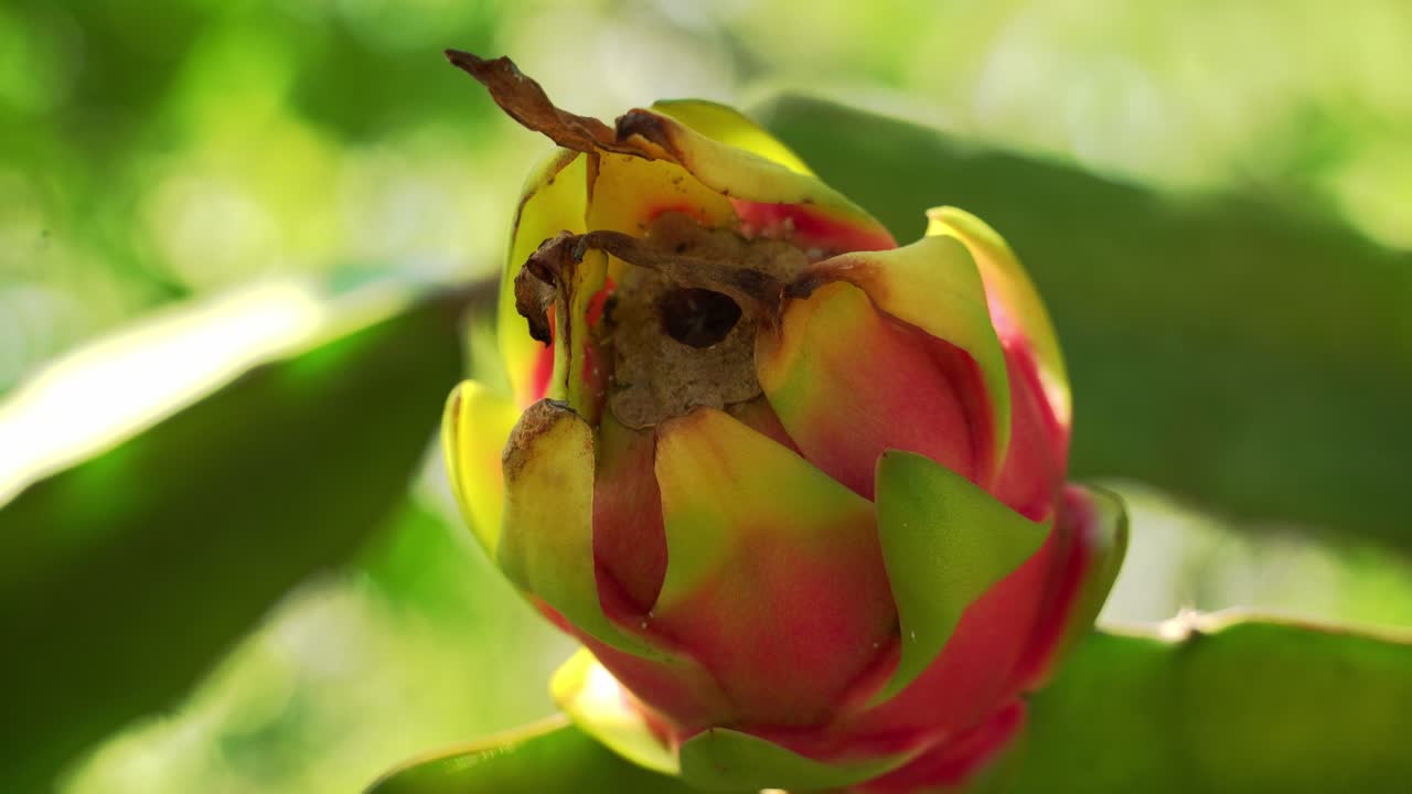 profundidad de la toma de campo de la fruta del dragón en la vid en la planta de cactus con luz solar y vides verdes en el fondo