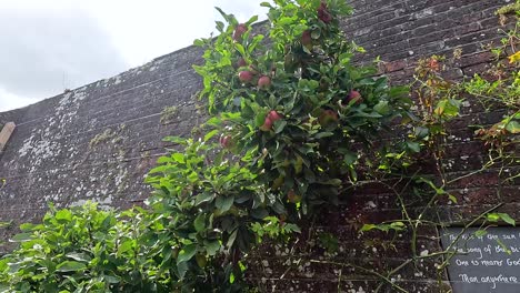 apple tree growing against a brick wall