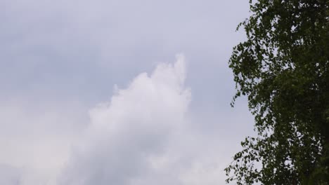 Statische-Aufnahme-Von-Wolken,-Die-Sich-Am-Himmel-Bewegen-Und-Birkenzweigen,-Die-Im-Wind-Flattern