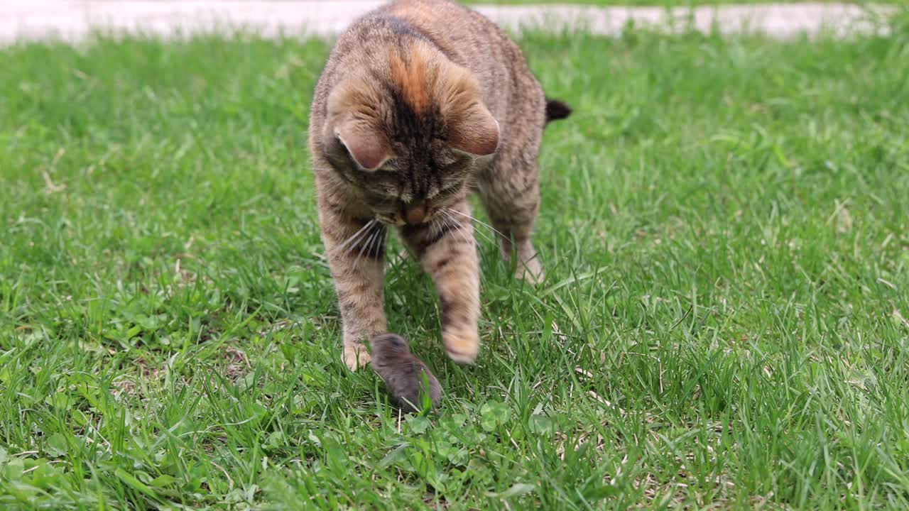Un gato doméstico juega con un ratón vivo en la hierba verde.