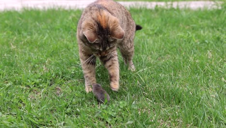 a domestic cat plays with live mouse in green grass.