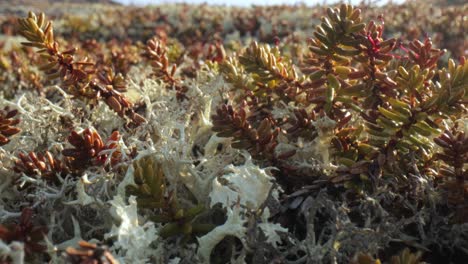 close up of green moss and lichen