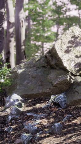 escena del bosque con grandes rocas y árboles