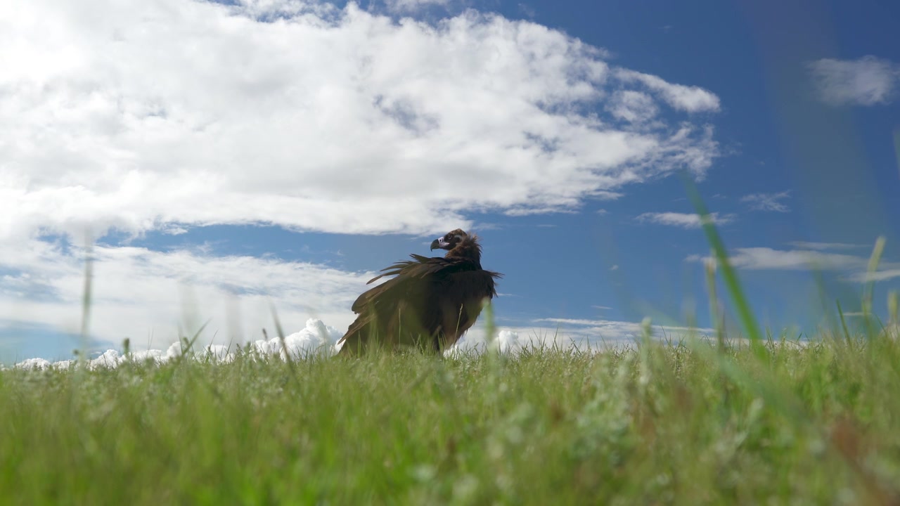 Munkegrib står på græsmark under blå himmel