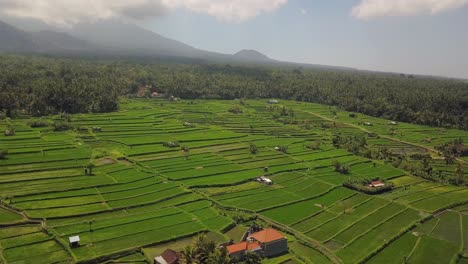 Un-Dron-Disparó-Un-Gran-Movimiento-Circular-Sobre-Los-Arrozales-De-Tirtagangga,-Bali,-Indonesia,-Con-Pájaros-Blancos-Volando-En-4k