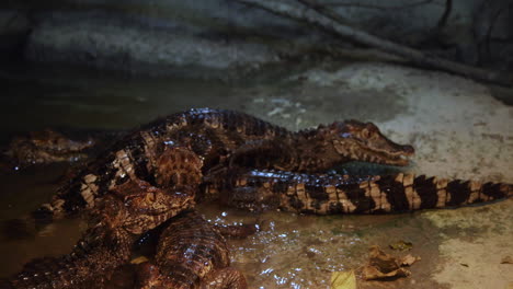 lagartos caiman arrastrándose unos sobre otros en el recinto