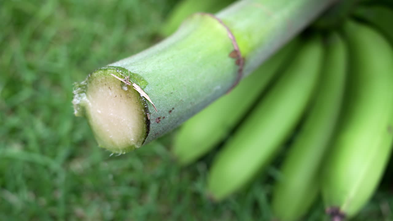 Detailed close-up shot of a freshly cut unripe banana bunch resting on vibrant grass, showcasing vivid green hues and the texture of the stem. Perfect for agricultural themes