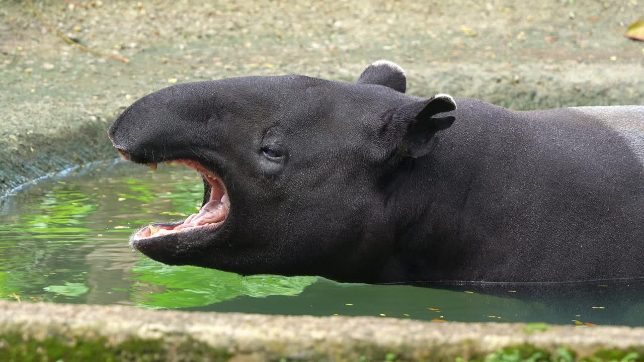 A Malayan tapir (Tapirus indicus), an endangered species, relaxes in the pool, bathing and cooling off as it yawns with mouth agape, dipping its tongue in the water, captured in close-up shot.