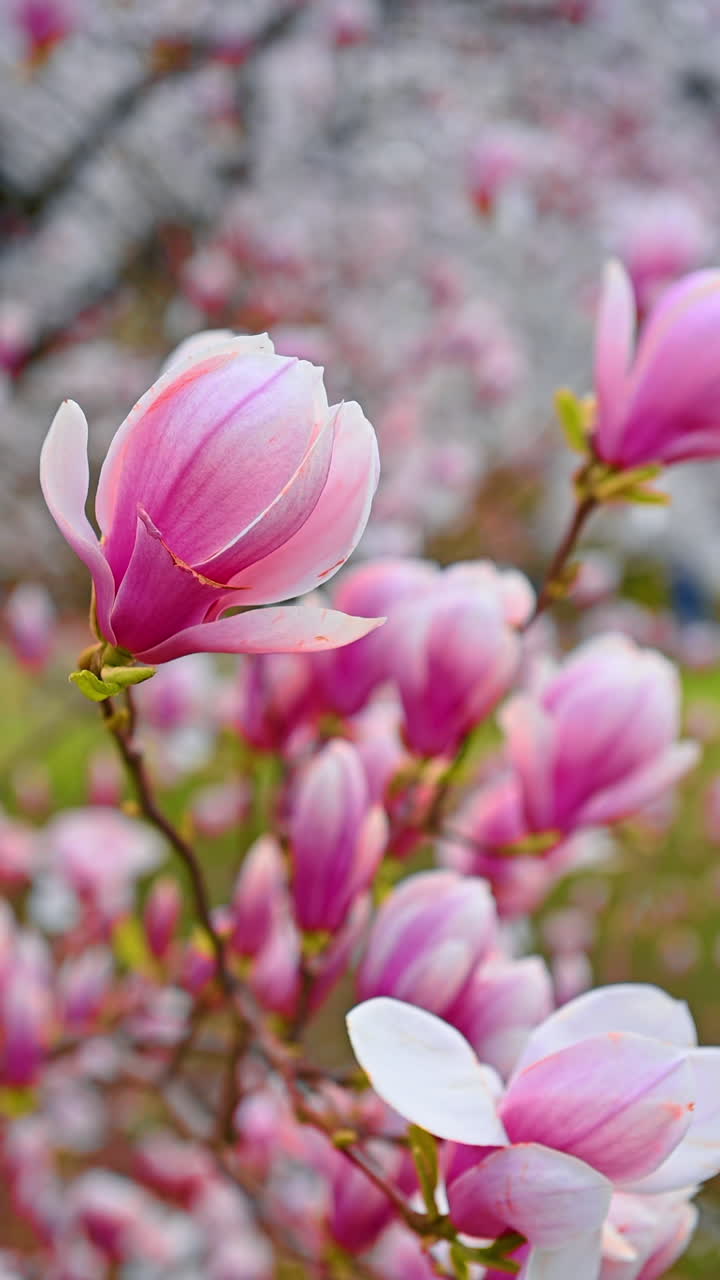 Blooming magnolia tree at sunset light. Blooming magnolia branches at sunset light. Pink magnolia tree. Magnolia tree background