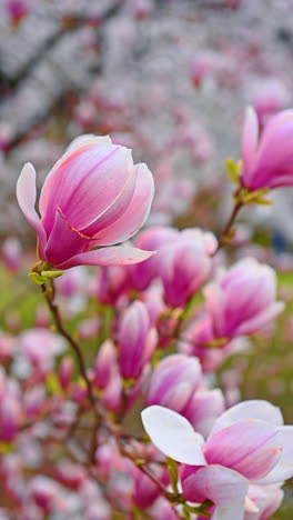 blooming magnolia tree at sunset light. blooming magnolia branches at sunset light. pink magnolia tree. magnolia tree background