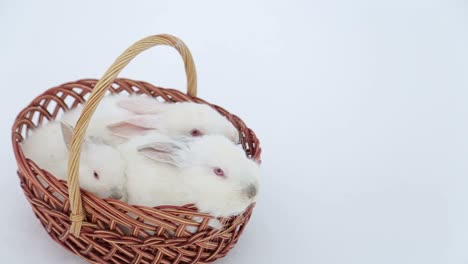 cute rabbits in the basket, easter bunny at the farm