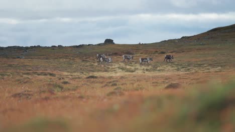 a herd of reindeer on the move in the autumn tundra