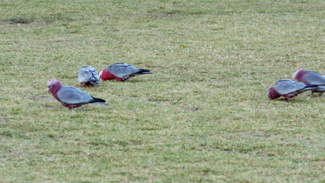 Un-Grupo-O-Bandada-De-Galah-Australianos-Rosados-Y-Grises-Buscando-Comida-En-La-Hierba-Verde