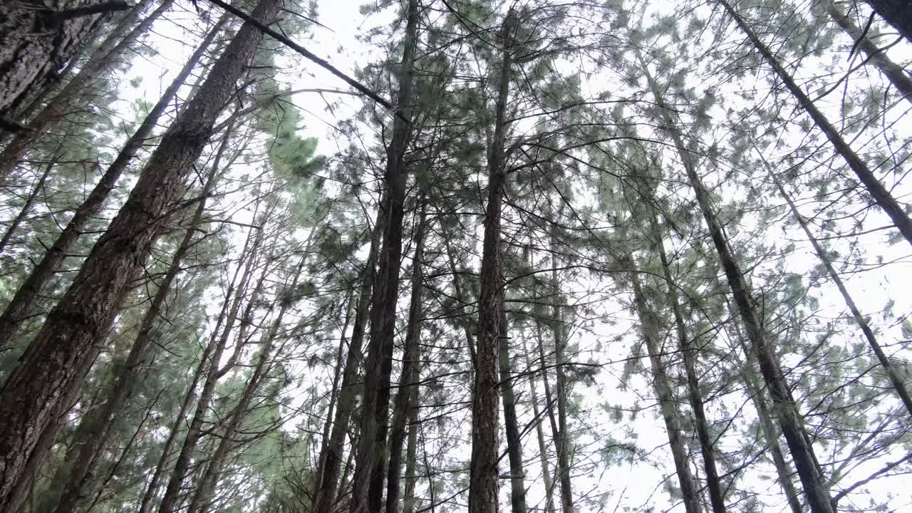 Dense Pine Trees Growing On The Natural Park In Bukidnon, Mindanao Philippines