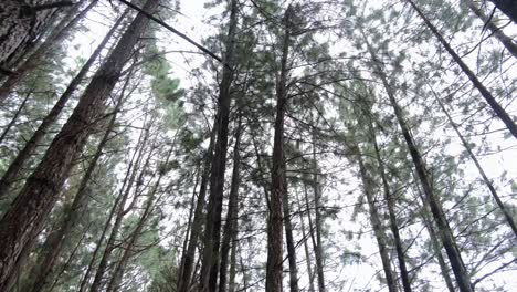densos pinos que crecen en el parque natural de bukidnon, mindanao filipinas