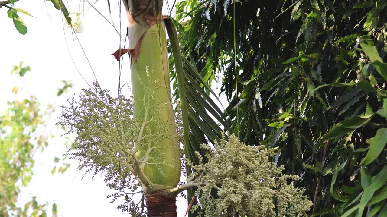 나무 꽃이 피는 시간의 간격