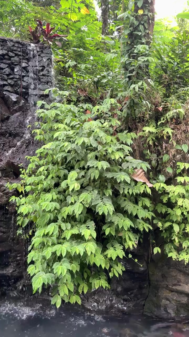 Piccola cascata che sfocia in uno stagno con lussureggiante fogliame tropicale verde