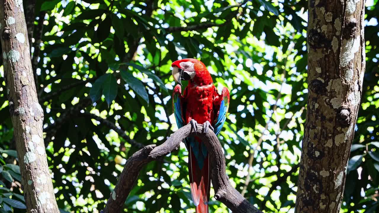A vibrant parrot perched on a branch in a lush forest, captured from a low-angle shot
