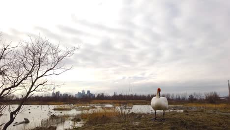 plano general del hermoso cisne blanco batiendo sus alas con el horizonte de la ciudad en el fondo, junto a los humedales en el asador leslie