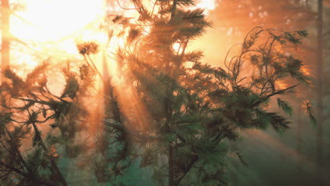 rayos de sol que fluyen a través de un bosque de pinos brumoso