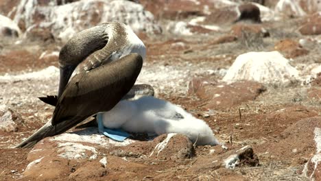 blue-footed booby shading chick in the galalagos islands, ecuador