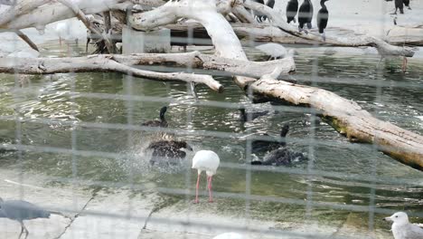 birds in a zoo enclosure