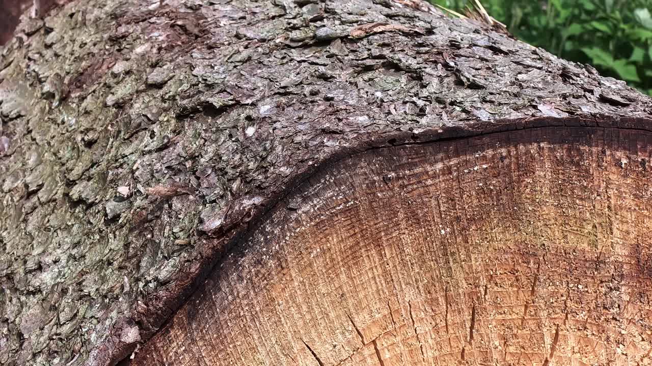 Tree Close up wood forest