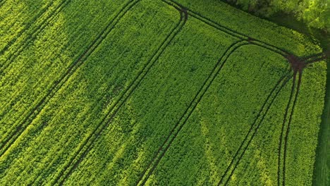 tractor tracks in rapeseed field in aerial drone view