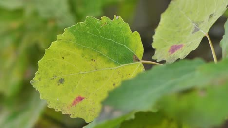 Las-Hojas-Amarillas-De-Otoño-Son-Movidas-Por-El-Viento