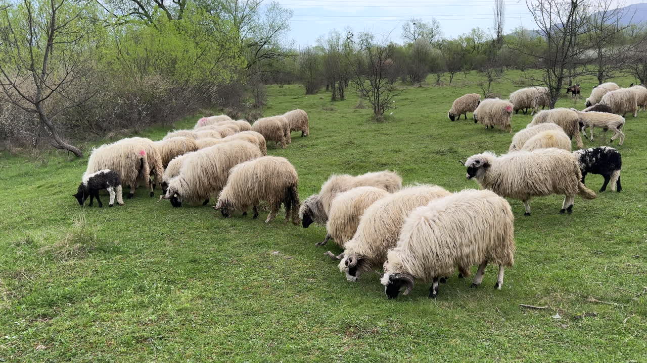 Sheep herd with long wool standing in a grass grazing in cloudy day. Slow motion.