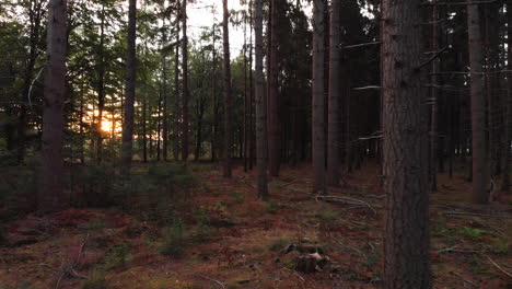 Low-to-the-forest-floor-aerial-forward-zigzag-movement-in-a-dark-pine-forest-at-sunrise-between-the-tree-barks-flying-close-to-dead-tree-branches-towards-the-sun-behind-the-trees