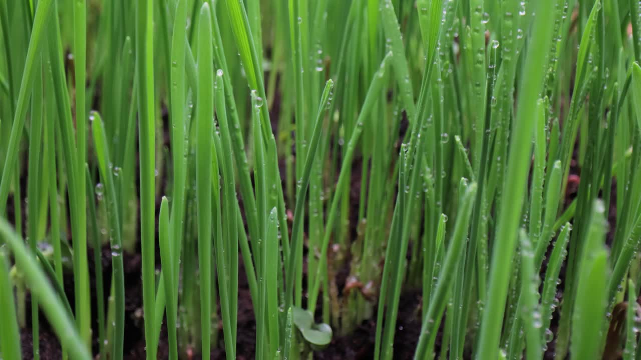 녹색 잔디 클로즈업 슈퍼 매크로 촬영.