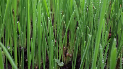 green grass close-up super macro shooting.