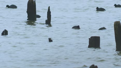 Long-tailed-ducks-flock-swimming-in-water-and-looking-for-food,-overcast-day,-distant-medium-shot