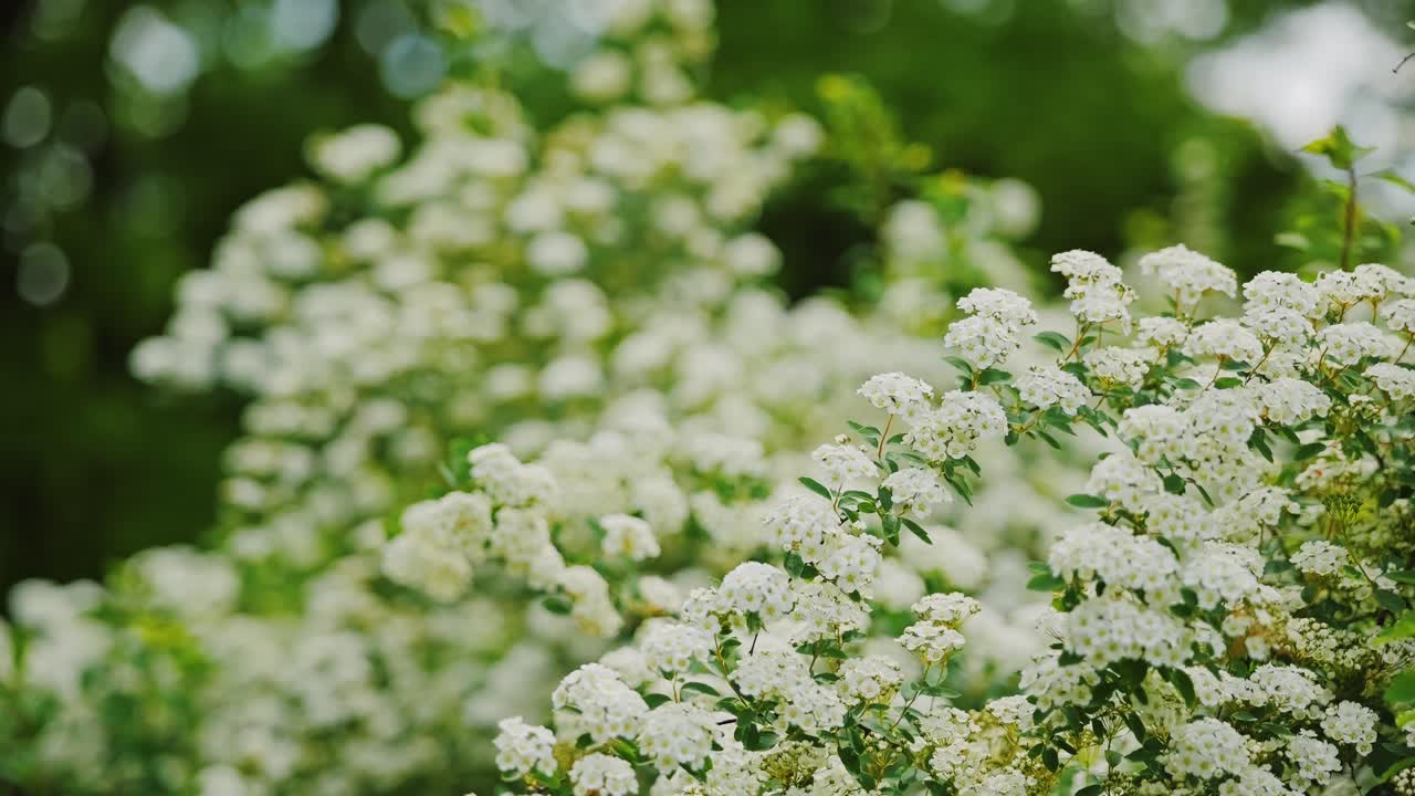 Close-up shot of white blossoms blooming, Riga Latvia Victory Park during spring