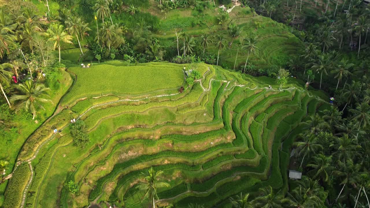 imágenes aéreas de drones en 4k: tranquila puesta de sol sobre las terrazas de arroz de tegalalang de la unesco en ubud, bali